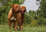 DOGUE DE BORDEAUX 238